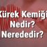 Kuyruk Sokumu Kemiği Nedir? Nerededir? Kuyruk Sokumu ...