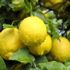 Lamas limonu coğrafi işaret tescil belgesi aldı Lamas limonu coğrafi işaret tescil belgesi aldı