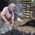 Sahipsiz köpek ağıla saldırıp 13 oğlağı parçaladı Sahipsiz köpek ağıla saldırıp 13 oğlağı parçaladı