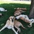 Köpek sürüsünü görüntülemek isterken hayatının şokunu yaşadı Köpek sürüsünü görüntülemek isterken hayatının şokunu yaşadı
