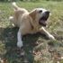 İkiz bebekler Labrador saldırısında öldü İkiz bebekler Labrador saldırısında öldü
