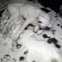 Sakarya'da sokak köpeği donarak öldü Sakarya'da sokak köpeği donarak öldü