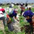 “Mevsimlik tarım işçileri ölümle pençeleşiyor”