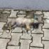 Yavru köpek ayakları ve boynu bağlı olarak ölü bulundu