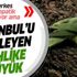 İstanbul'da dikkat edilmeyen tehlike: Yeşil papağanlar kentin faunasını bozabilir