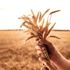 TARSİM den buğday sigortası için geç kalmayın çağrısı