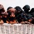 14 doberman cinsi yavru bir sepette 14 doberman cinsi yavru bir sepette
