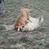 Konya'da internet üzerinden köpek dövüşü yaptıran ve bahis oynatanlara baskın!