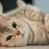 17 Şubat Dünya Kediler Günü! Kedi bakımı nasıl yapılır?