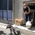 ‘Sinirden ellerim titriyor’ diyerek köpeğini ezen sürücüye tepki gösterdi
