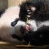 Japonya'da panda yavrusu görücüye çıktı