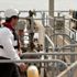 Amerika'dan petrol ihracatında rekor