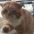 Donmak üzere olan kedi pencereyi tıklayıp yardım istedi, hayatı değişti Donmak üzere olan kedi pencereyi tıklayıp yardım istedi, hayatı değişti
