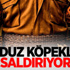 İnter'den Resmi Melo Açıklaması!