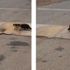 Yolda bulduğu 1 metrelik yılanı ağzına alıp götüren kedi pes dedirtti Yolda bulduğu 1 metrelik yılanı ağzına alıp götüren kedi pes dedirtti