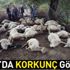 Son dakika: Aydın'da korkunç görüntü! Yan yana hepsi öldü... Son dakika: Aydın'da korkunç görüntü! Yan yana hepsi öldü...