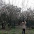 Balıkesir'de badem ağaçları çiçek açtı