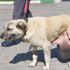 Sokak köpeği tümör ameliyatı oldu Sokak köpeği tümör ameliyatı oldu