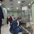 Yaralanan köpek örnek dayanışma ile hayata döndü Yaralanan köpek örnek dayanışma ile hayata döndü