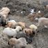 Aksaray da yavru köpekler soğukta ölüme terk edildi