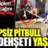 ﻿Sahipsiz Pitbull ata dehşeti yaşattı