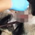 Bacağına demir saplanan köpek telef oldu Bacağına demir saplanan köpek telef oldu