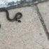 Trabzon'da 'yılan' paniği! Uzmanı yorumladı