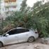 Mardin'de şiddetli rüzgar dev ağacı otomobilin üzerine devirdi