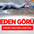 Bonzai Kullanan Genç Donarak Öldü Bonzai Kullanan Genç Donarak Öldü