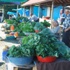 Yayla Yolunda Organik Pazar