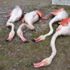 Tek kelimeyle vahşet! Aksaray'da 4 flamingo öldürüldü