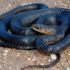 İnsan dostu yılan. Karayılan'ın yararları say say bitmiyor. Karayılan'ın zararı yok yararı çok. 3 metre boyunda insan dostu