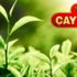 ÇAYKUR, kuru çay zammını geri aldı