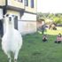 Kastamonu'daki "Pamuk" isimli lama ilgi odağı oldu