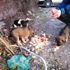 Sakarya da yavru köpekler çuvala koyularak ölüme terk ...