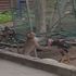 Maymunla horozun nefes kesen kavgası! Köpek seyirci oldu Maymunla horozun nefes kesen kavgası! Köpek seyirci oldu
