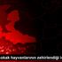 İzmir de sokak hayvanlarının zehirlendiği iddiası
