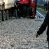 TIR devrildi, 2 ton hamsi yola saçıldı TIR devrildi, 2 ton hamsi yola saçıldı