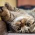 Kedi virüs bulaştırır mı?