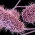 İşte madde madde salmonella