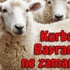 Kurban bayramı 2014 ne zaman başlıyor ? Kurban ve Kurbanlık fiyatları