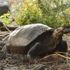 Nesli tükendiği düşünülen dev kaplumbağa türü Galapagos, Fernandina Adası'nda ortaya çıktı