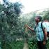 "Zeytin sineği" ile mücadele zamanı "Zeytin sineği" ile mücadele zamanı