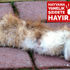 Yavru kedi, bacakları ve kuyruğu kesik olarak ölü bulundu