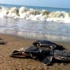 “Caretta Massacre Seen To Occur Under State Permission”