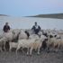 Erciyes Dağı'nda zorlu yayla hayatı başladı
