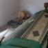 Türbede köpek tepkilere neden oldu Türbede köpek tepkilere neden oldu