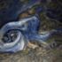 NASA'nın Juno uydusu Jüpiter'deki dev fırtınayı görüntüledi