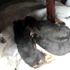Yavru köpeklerin zehirlenerek öldürüldükleri iddiası