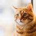 Virüse yakalanan kedi uyutuldu Virüse yakalanan kedi uyutuldu